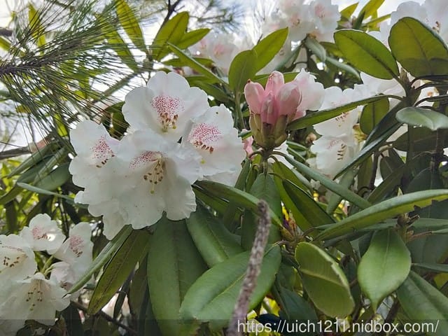 桃山喀拉業 - 第11張圖 桃山喀拉業