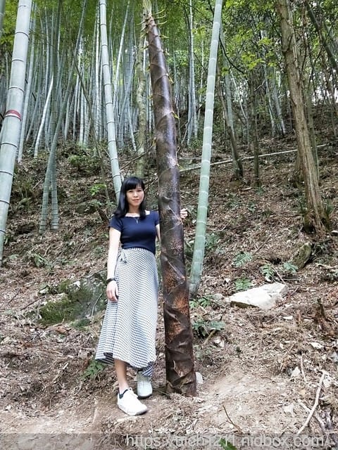 黃山鳳凰源及天湖 - 第34張圖 黃山鳳凰源及天湖