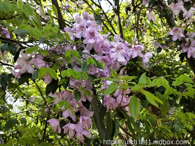 黃山鳳凰源及天湖 - 第2張圖 黃山鳳凰源及天湖