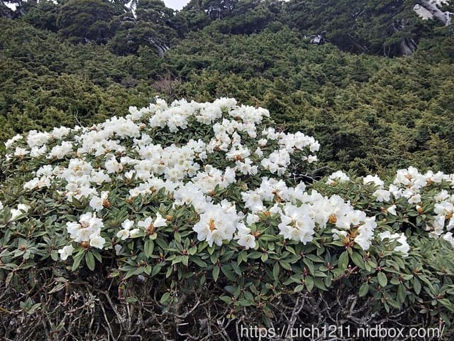 馬比杉山