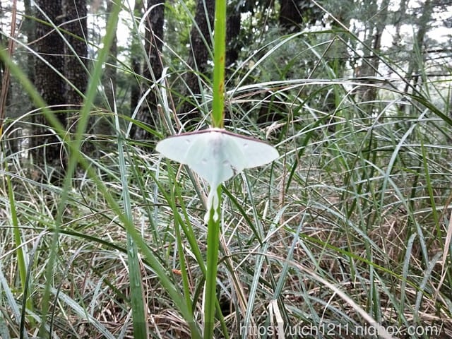 閂山鈴鳴 - 第6張圖 閂山鈴鳴