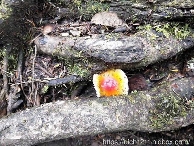 中央尖山 - 第7張圖 中央尖山