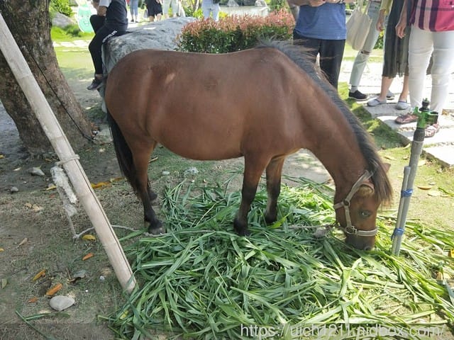 澄霖沉香味道森林館