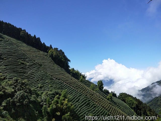 忘憂森林