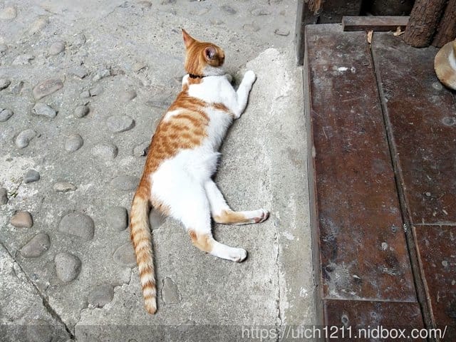 有隻喵