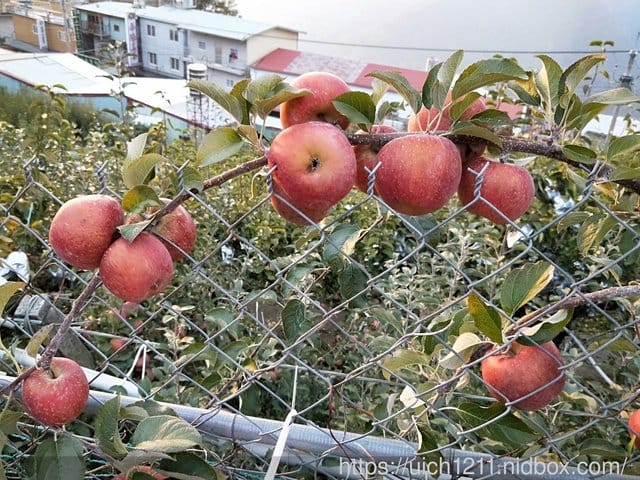 梨山之美