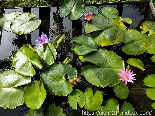 扇平山莊陶咖屋