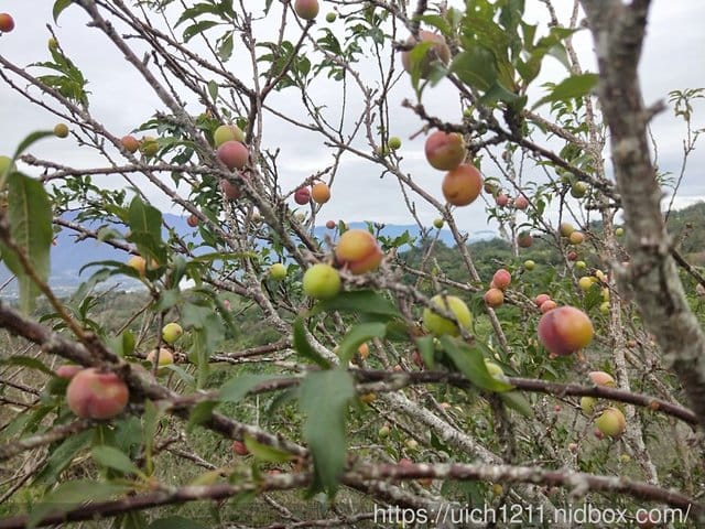 台東鸞山部落