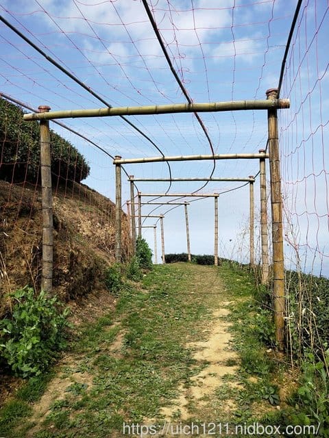 雲林二日遊