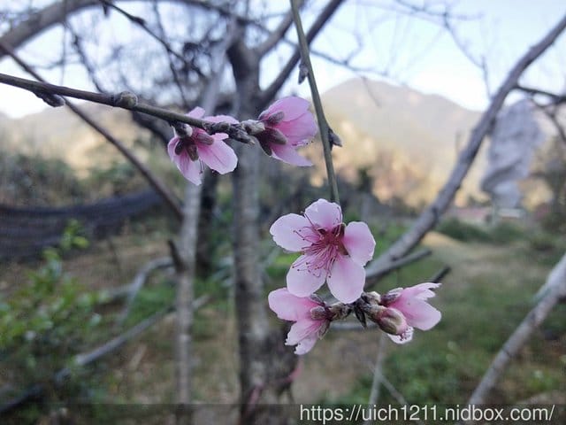 馬崙山