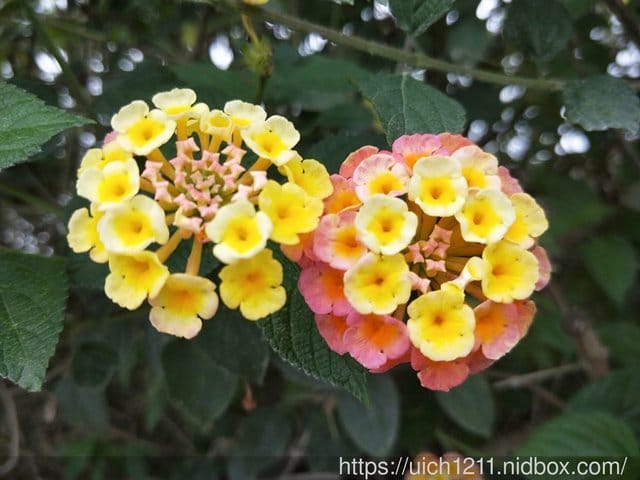 過年台東趴趴走 - 第30張圖 過年台東趴趴走