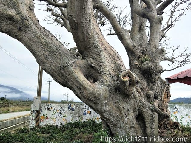 過年台東趴趴走 - 第18張圖 過年台東趴趴走