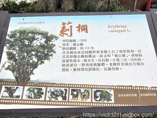 過年台東趴趴走 - 第17張圖 過年台東趴趴走