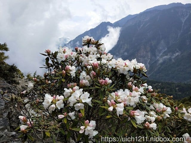 無名甘薯 - 第12張圖 無名甘薯