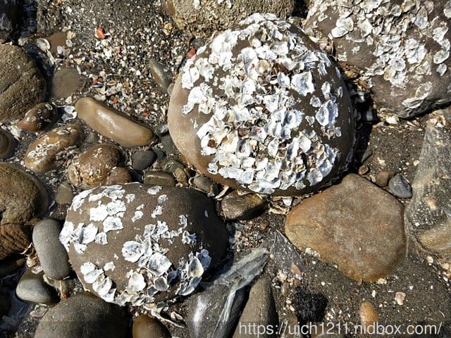 濱海遊 - 第12張圖 濱海遊