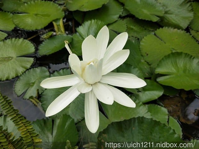 大陸廣州遊