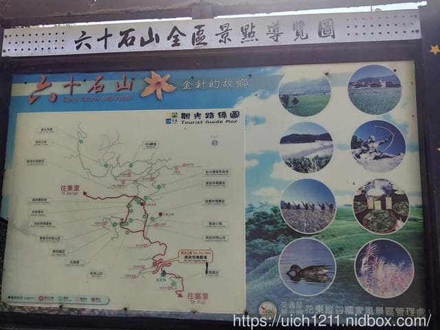 台東金針花