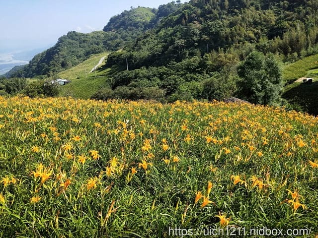 台東金針花