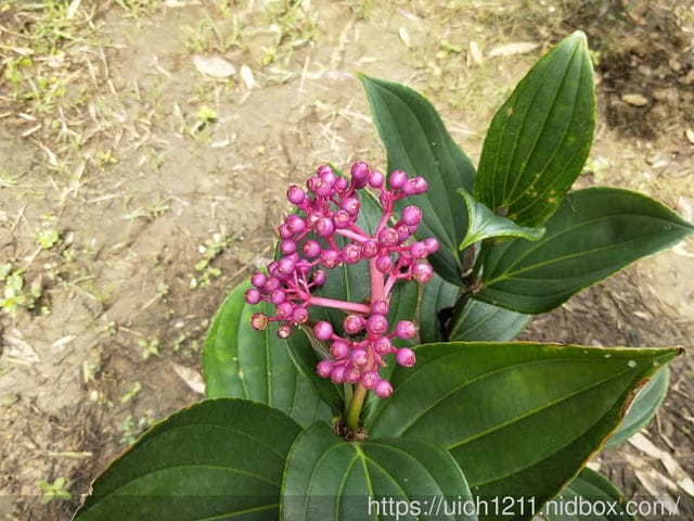 哈比丘莊園 - 第14張圖 哈比丘莊園