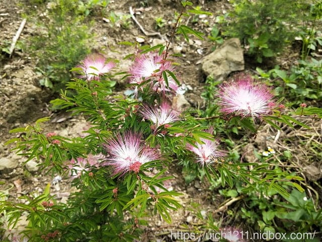 哈比丘莊園 - 第12張圖 哈比丘莊園