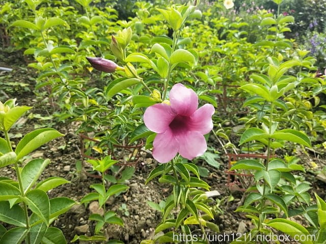 哈比丘莊園 - 第3張圖 哈比丘莊園