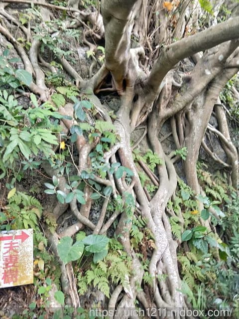 雞冠山