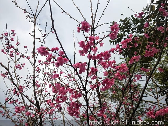 日月潭路跑 - 第3張圖 日月潭路跑
