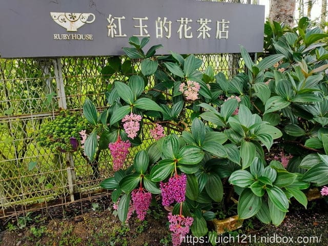 水里及埔里遊 - 第32張圖 水里及埔里遊