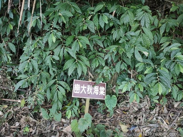 雙龍部落 - 第13張圖 雙龍部落