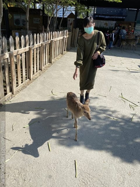 鹿境梅花鹿生態園區 - 第14張圖 鹿境梅花鹿生態園區