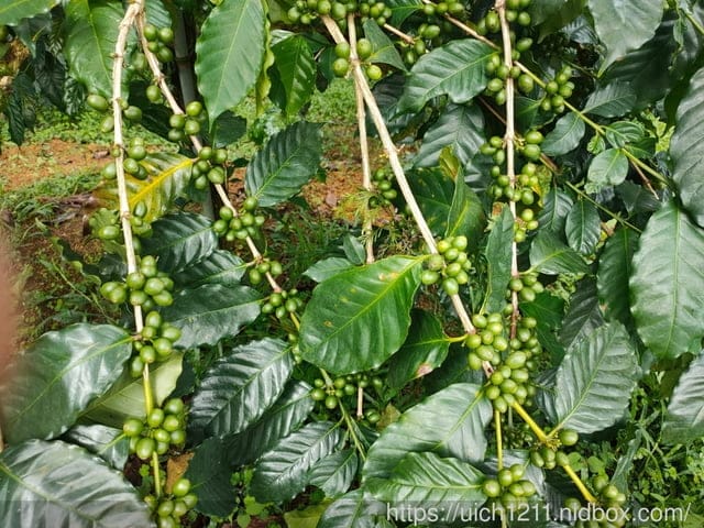 鹿篙咖啡莊園
