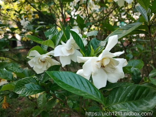 江南渡假村 - 第36張圖 江南渡假村