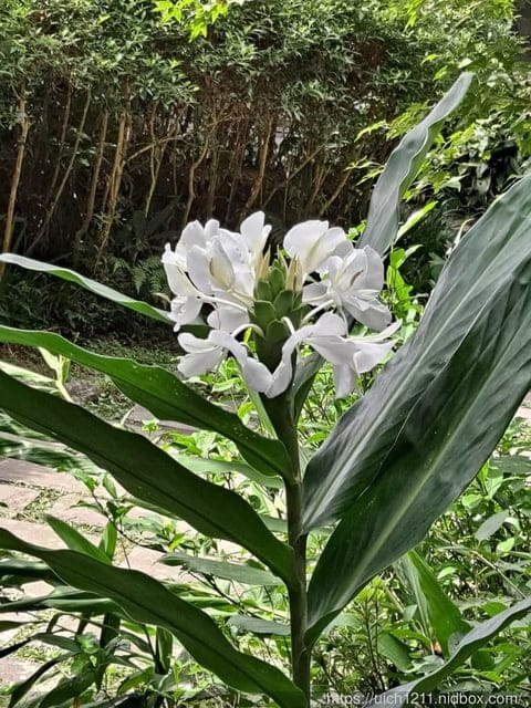 東眼山森林遊樂區 - 第23張圖 東眼山森林遊樂區