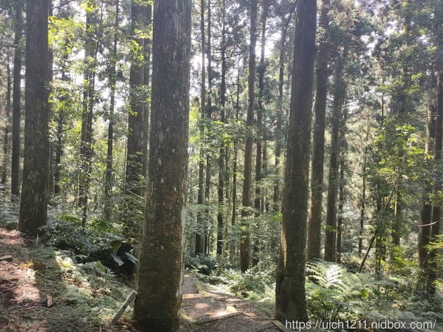 東眼山森林遊樂區 - 第8張圖 東眼山森林遊樂區