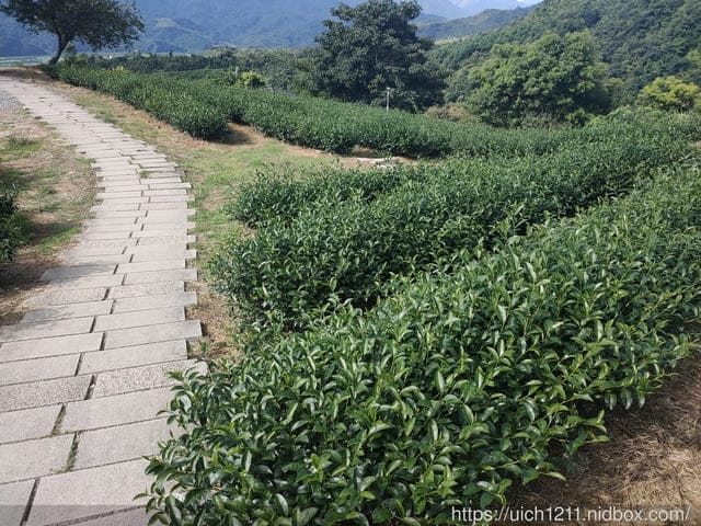 雪主單攻