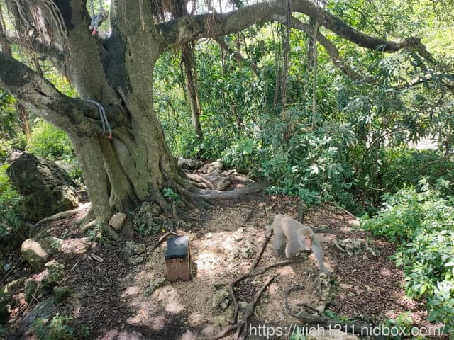 柴山義大遊