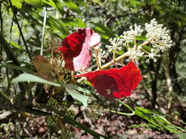 霞喀羅古道 - 第23張圖 霞喀羅古道