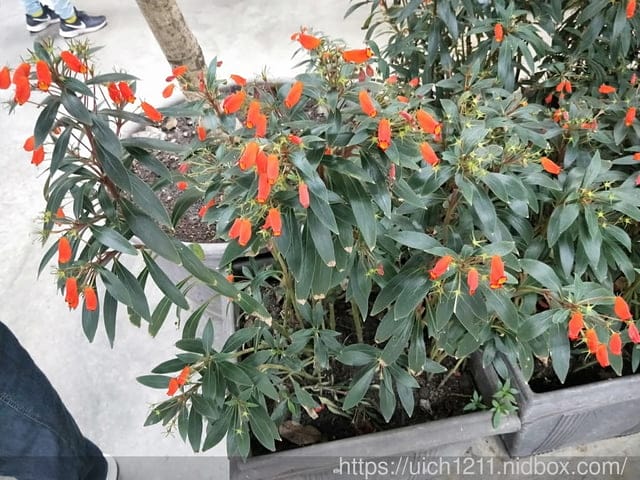 香草菲菲與礁溪 - 第4張圖 香草菲菲與礁溪