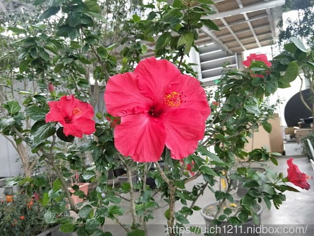 香草菲菲與礁溪 - 第3張圖 香草菲菲與礁溪