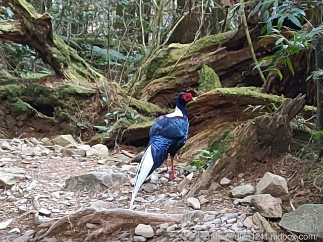 揪愛爬團慶稍來山 - 第8張圖 揪愛爬團慶稍來山
