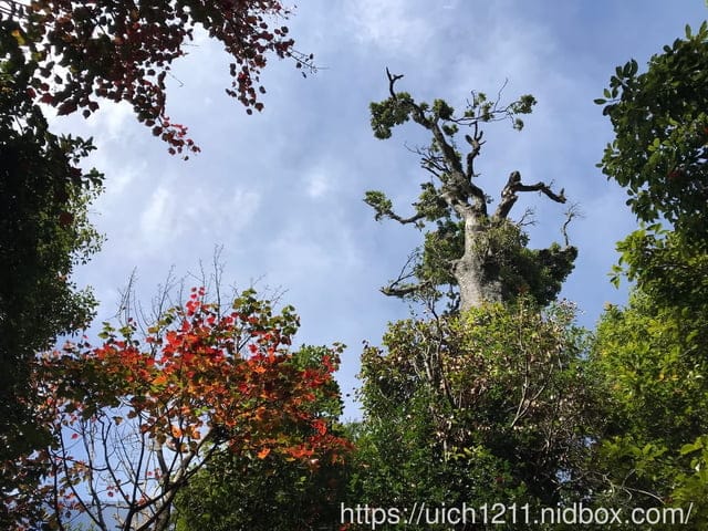 揪愛爬團慶稍來山 - 第27張圖 揪愛爬團慶稍來山