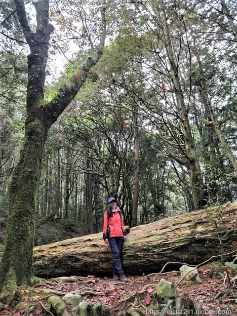 揪愛爬團慶稍來山 - 第28張圖 揪愛爬團慶稍來山