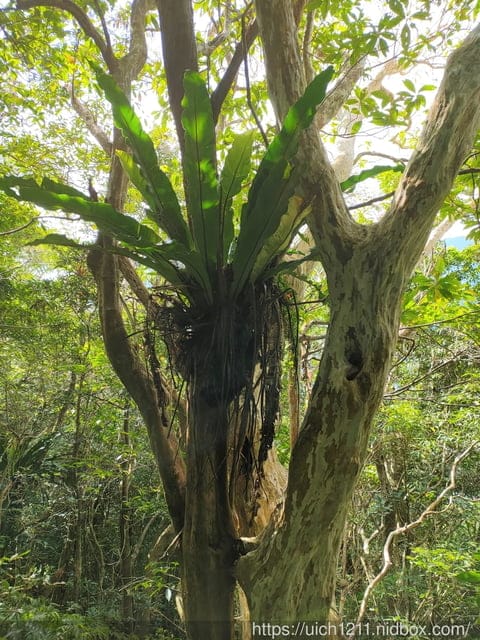 里龍山與浸水營古道 - 第92張圖 里龍山與浸水營古道