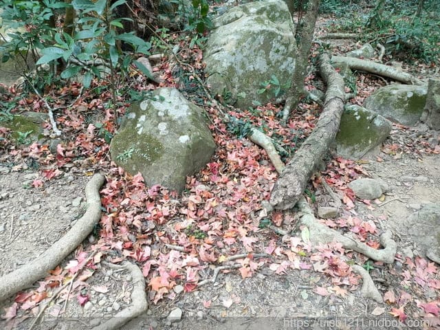 里龍山與浸水營古道 - 第61張圖 里龍山與浸水營古道