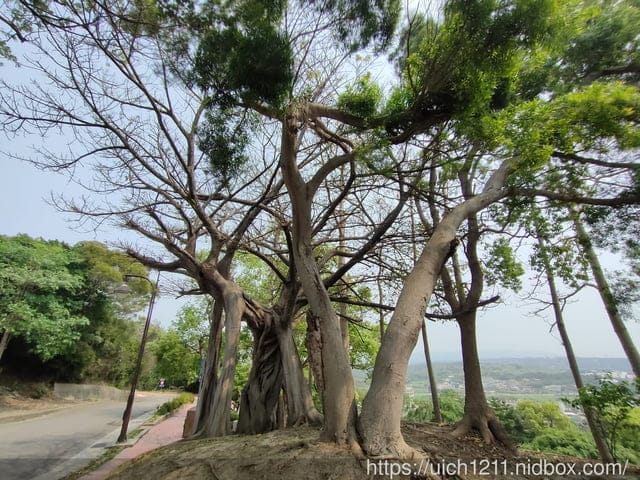 通宵神社 - 第33張圖 通宵神社