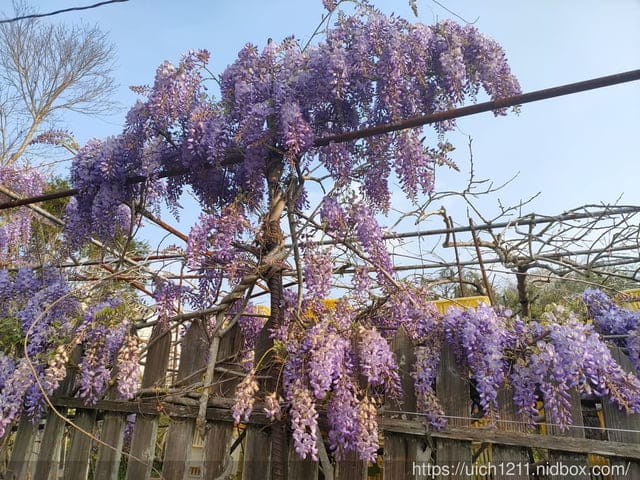 合歡爬山之旅 - 第39張圖 合歡爬山之旅