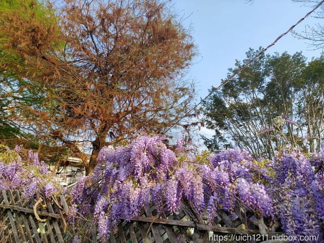 合歡爬山之旅 - 第38張圖 合歡爬山之旅