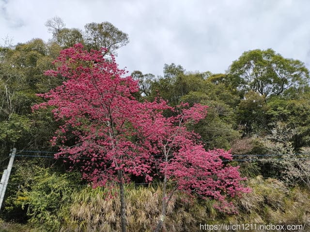 六龜大佛 - 第15張圖 六龜大佛