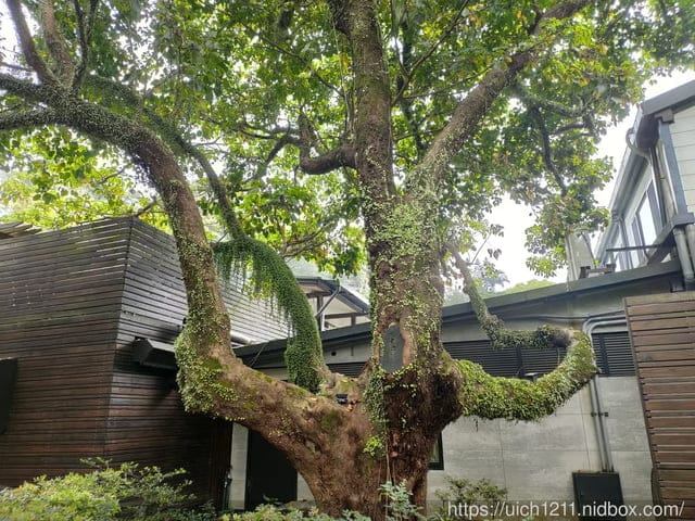 大板根森林溫泉酒店