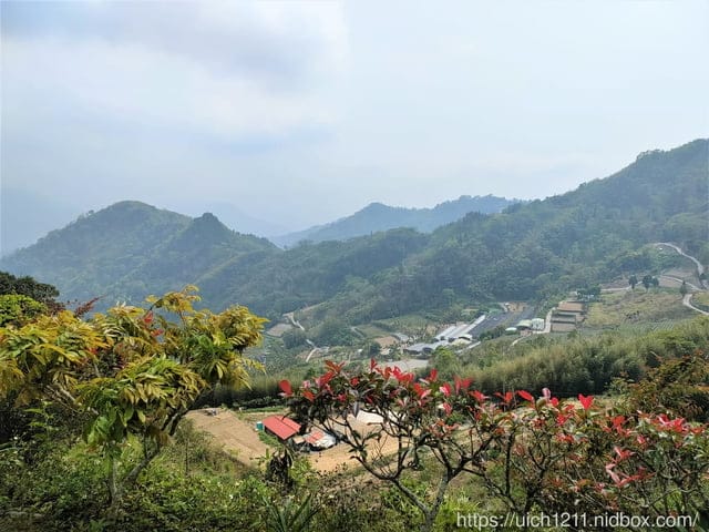 阿里山隨意走~ - 第20張圖 阿里山隨意走~